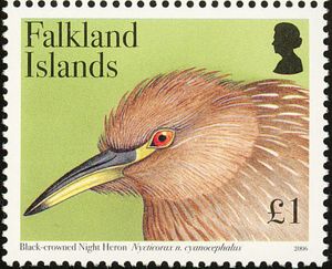 Black-crowned Night-heron (Nycticorax nycticorax cyanocephal